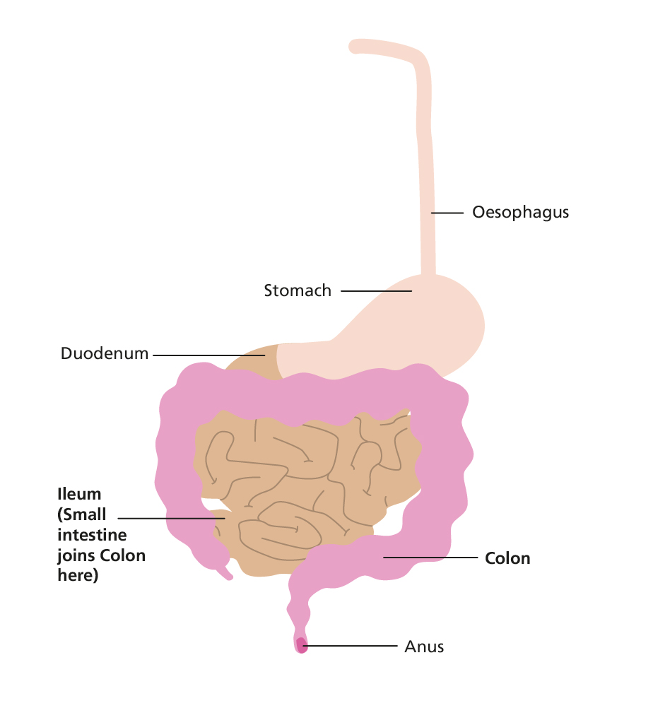 Illustration diagram of the stomach, intestines and colon