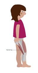 Illustration showing hamstring muscles
