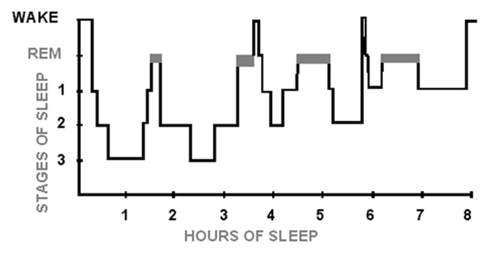 Graoh describing the different stages of sleep during the night