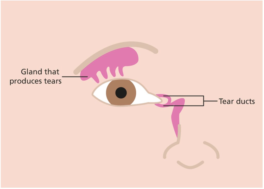 Illustration of eye tear ducts and the tear glands