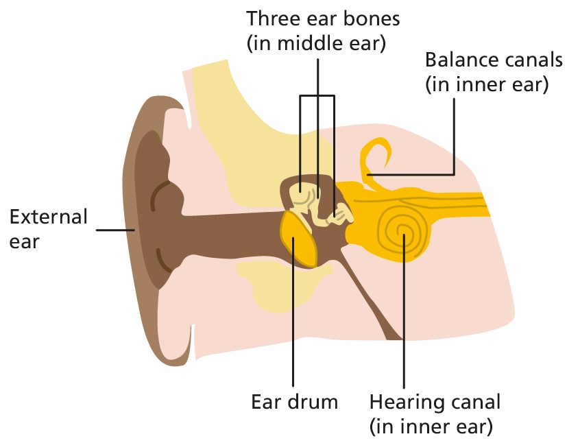 Illustration diagram of inside an ear showing ear drum, middle ear and inner ear